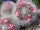 Mammillaria bocasana cv. Roseiflora Selection