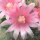 Mammillaria bocasana cv. Roseiflora Selection