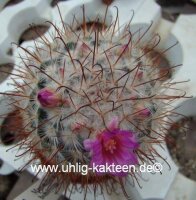 Mammillaria bombycina