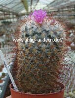 Mammillaria bombycina