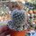 Mammillaria bombycina