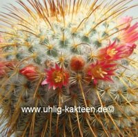 Mammillaria dixanthocentron
