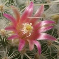 Mammillaria dixanthocentron