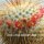 Mammillaria dixanthocentron