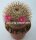 Mammillaria dixanthocentron