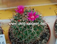 Mammillaria hidalgensis [polythele]