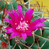 Mammillaria hidalgensis [polythele]