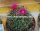 Mammillaria hidalgensis [polythele]