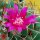 Mammillaria hidalgensis [polythele]