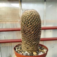 Mammillaria matudae