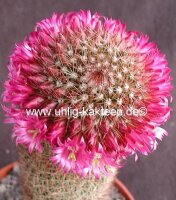 Mammillaria matudae