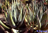 Aloe spectabilis