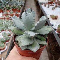 Agave potatorum v. verschaffeltii