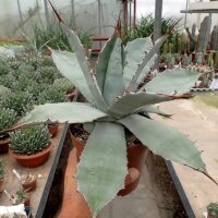 Agave potatorum v. verschaffeltii