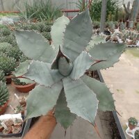 Agave potatorum v. verschaffeltii