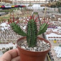 Euphorbia enopla