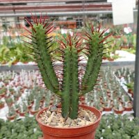 Euphorbia enopla