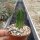 Euphorbia enopla