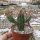 Euphorbia enopla