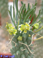 Euphorbia inermis