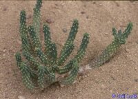 Euphorbia inermis