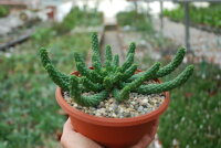 Euphorbia inermis
