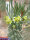 Euphorbia inermis