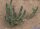 Euphorbia inermis
