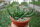 Euphorbia inermis