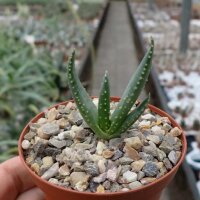 Aloe dichotoma