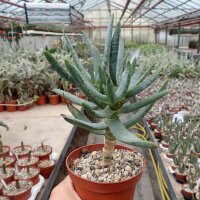 Aloe dichotoma