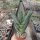 Aloe dichotoma