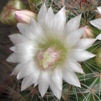 Mammillaria zeilmanniana v. albiflora