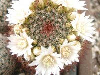 Mammillaria zeilmanniana v. albiflora