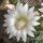 Mammillaria zeilmanniana v. albiflora