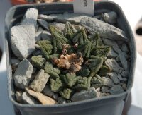 Ariocarpus bravoanus v. hintonii