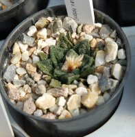 Ariocarpus bravoanus v. hintonii