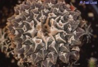 Ariocarpus kotschoubeyanus v. elephantidens Cadereyta