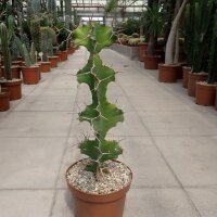 Euphorbia grandicornis
