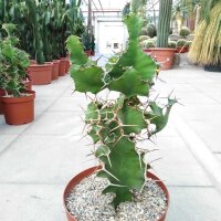 Euphorbia grandicornis