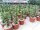 Euphorbia grandicornis