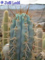 Browningia hertlingiana