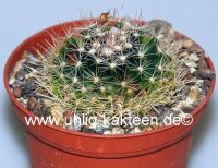 Mammillaria coahuilensis