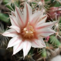 Mammillaria coahuilensis
