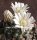 Mammillaria coahuilensis