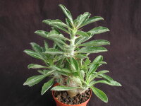 Pachypodium saundersii