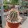 Echinocereus dasyacanthus