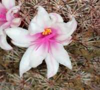 Mammillaria fraileana SB 1263, Todos Santos