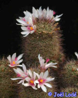 Mammillaria fraileana SB 1263, Todos Santos