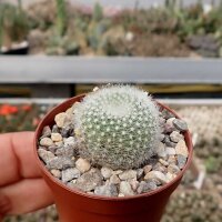 Notocactus haselbergii